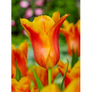 Tulpės Ballerina, 50 vnt vazone