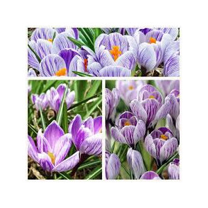 Krokai (lot. Crocus vernus) King of the striped, 10 vnt 2026 RUDUO