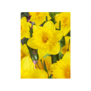 Narcizai ( lot. Narcissus) Dutch MAster, 50 vnt 2026 ruduo