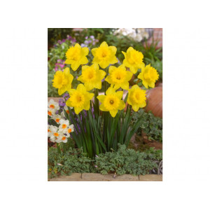 Narcizai ( lot. Narcissus) Dutch MAster, 50 vnt vazone.