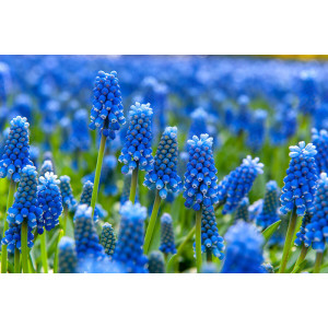 Žydrės armėninės (lot. Muscari armeniacum ), 10 vnt vazone