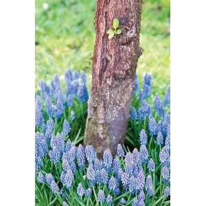 Žydrės armėninės (lot. Muscari armeniacum ), 10 vnt vazone