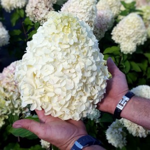 Hortenzija šluotelinė 'Hercules' 5l