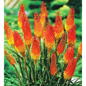 Knipofija 'Flamenco'