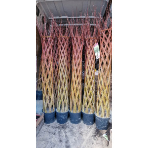 Pintas gluosnis, karklas - išankstinis užsakymas