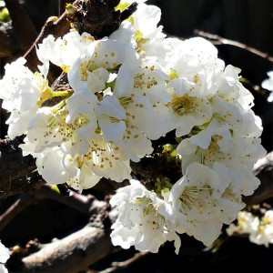 Slyvos abrikoso hibridas 'DAPPLE DANDY' (vazone)