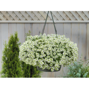 Daigas Jūrinis laibenis 'Giga White'