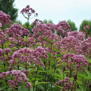 Kemeras 'Phantom'