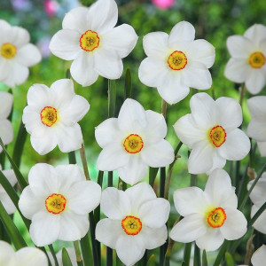 Narcizai poetiniai 'Pheasant eye', 25 vnt.