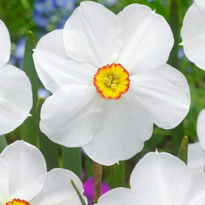 Narcizai poetiniai 'Pheasant eye', 25 vnt.