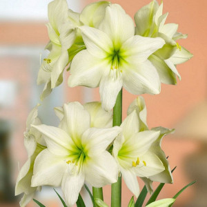 Amarilis 'Lemon star' (meilenis) 2026 ruduo