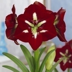 Amarilis 'Barbados' (meilenis) 2026 ruduo
