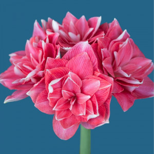 Amarilis (meilenis) 'Double dream' 2026 ruduo