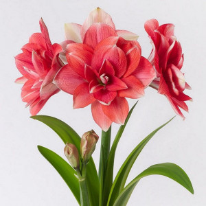 Amarilis (meilenis) 'Double dream' 2026 ruduo