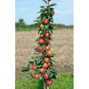 Koloninė obelis 'Red sensation'