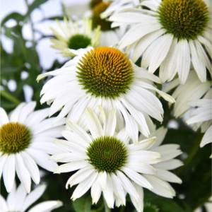 Ežiuolė 'Pearl White'