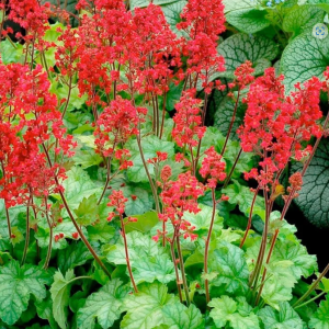 Alūnė 'Coral Forest'