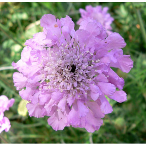 Žvaigždūnė 'Pink Mist'