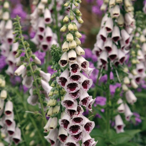 Rusmenė ( lot. digitalis purpurea) Pams Choice