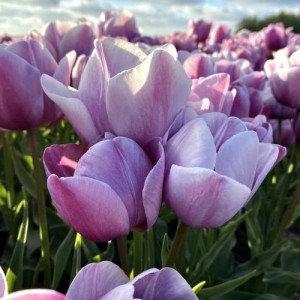 Tulpė 'Blue Heaven', 5 vnt.