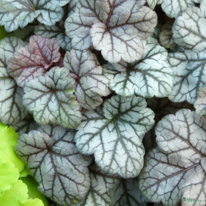 Alūnė 'Cinnabar Silver'