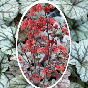 Alūnė 'Cinnabar Silver'