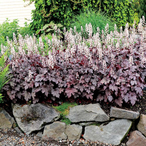Alūnė 'Plum Cascade'