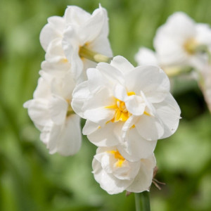 Narcizas 'Bridal Crown', 5 vnt.