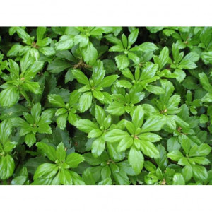 Mietveine pachisandra Green Carpet