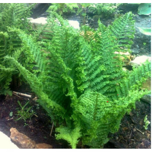 Papartis kelminis Crispa Cristata c2