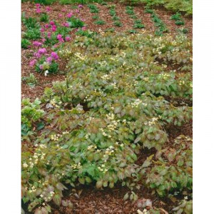 Epimedis 'Sulphureum'
