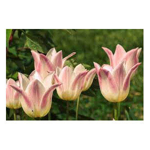 Tulpės Elegant Lady 10 vnt vazone