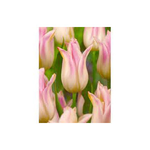 Tulpės Elegant Lady 50 vnt vazone