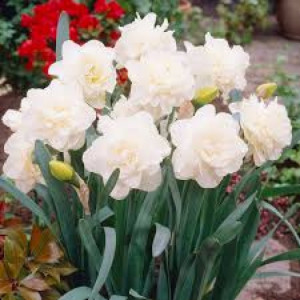 Narcizai pilnaviduriai ( lot. Narcissus) Obdam, 50 vnt 2026 m. ruduo