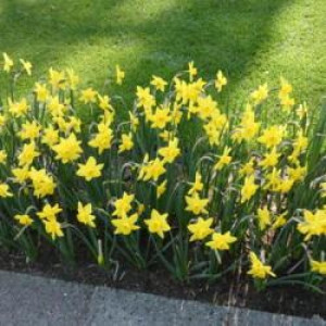 Narcizai ( lot. Narcissus) Marie Curie Diamondr, 5 vnt vazone