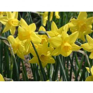 Narcizai ( lot. Narcissus) Marie Curie Diamondr, 5 vnt vazone