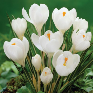 Krokai didžiažiedžiai (lot. Crocus) Jeanne Dark, 100 vnt 2026 RUDUO