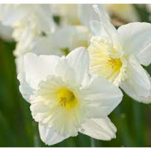 Narcizai ( lot. Narcissus) Ice Follies, 5 vnt vazone