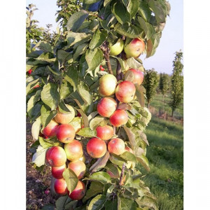 Rudeninė koloninė obelis Mango vazone