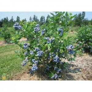 Šilauogė aukštoji Bluegold 5 l
