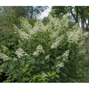 Hortenzija šluotelinė Levana 5l