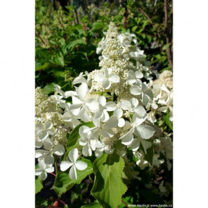 Hortenzija šluotelinė Levana 5l