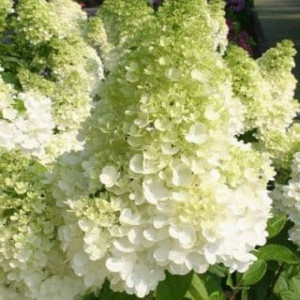 Hortenzija šluotelinė Magical Moonlight 5l