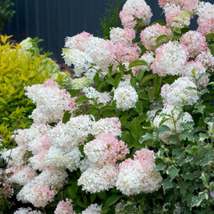 Hortenzija šluotelinė Phantom 5l