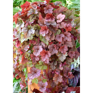 Heucherėlė 'Copper Cascade'