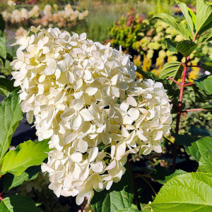 Šluotelinė hortenzija 'Phantom'