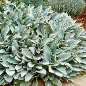Vilnotoji notra ‘Silver Carpet’