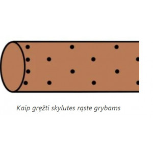 Šitake Grybiena – Pjuvenos Shiitake (Valgomasis dantenis rąstams)