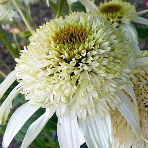 Ežiuolė 'White Double Delight'