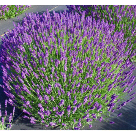 Tikroji levanda 'Hidcote Blue'